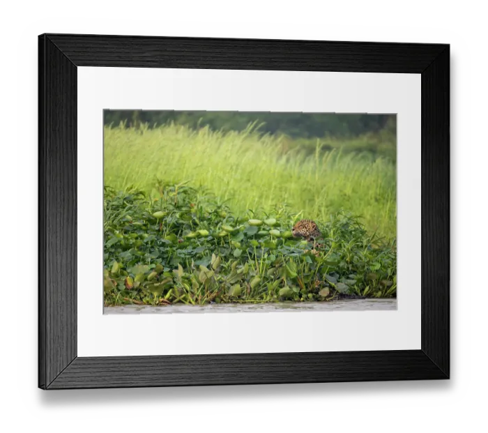 Framed Print : Jaguar (Panthera onca) female, hunting among Water hyacinths (Pontederia crassipes) on the edge of Baia piriquito, Pantanal, Brazil Framed Print : Jaguar (Panthera onca) female, hunting among Water hyacinths (Pontederia crassipes) on the edge of Baia piriquito, Pantanal, Brazil