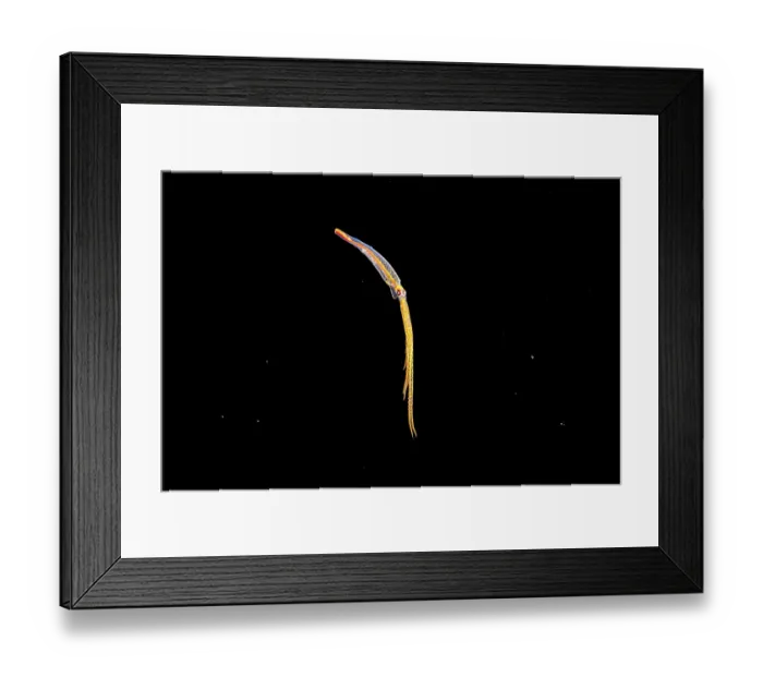 Framed Print : Night octopus (Callistoctopus aspilosomatis) paralarval stage, drifting in open ocean at night, Yap, Federated States of Micronesia, Pacific Ocean Framed Print : Night octopus (Callistoctopus aspilosomatis) paralarval stage, drifting in open ocean at night, Yap, Federated States of Micronesia, Pacific Ocean