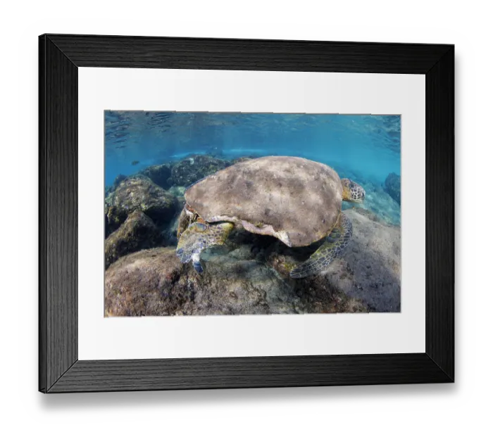 Framed Print : Green sea turtle (Chelonia mydas) male, resting on seabed, with rear right fin and shell bitten away by a Tiger shark, Hawaii, Pacific Ocean. Endangered Framed Print : Green sea turtle (Chelonia mydas) male, resting on seabed, with rear right fin and shell bitten away by a Tiger shark, Hawaii, Pacific Ocean. Endangered