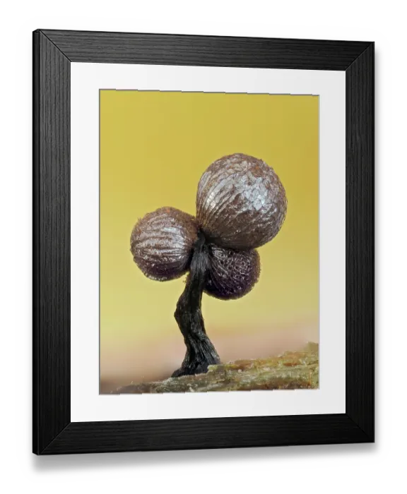 Framed Print : Slime mould (Cribraria mirabilis) triple headed sporangia, 1mm tall. Buckinghamshire, England, UK. July. Focus stacked