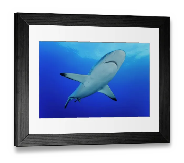 Framed Print : Grey reef shark (Carcharhinus amblyrhynchos) gliding over a reef, Yap, Micronesia, Pacific Ocean