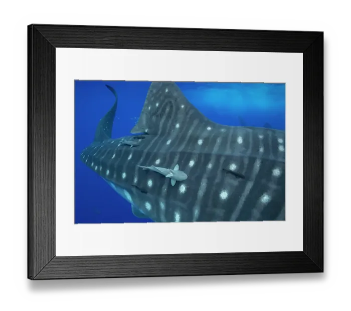 Framed Print : Whale shark (Rhincodon typus) with Remoras (Remora sp.) hitchhiking on the flank, Santa Maria, Azores, Atlantic Ocean. Endangered Framed Print : Whale shark (Rhincodon typus) with Remoras (Remora sp.) hitchhiking on the flank, Santa Maria, Azores, Atlantic Ocean. Endangered
