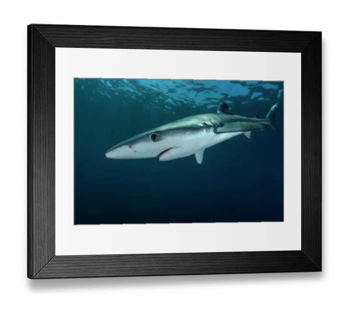 Framed Print : Blue shark (Prionace glauca) female, portrait, off the coast of Sesimbra, Portugal, Atlantic Ocean Framed Print : Blue shark (Prionace glauca) female, portrait, off the coast of Sesimbra, Portugal, Atlantic Ocean