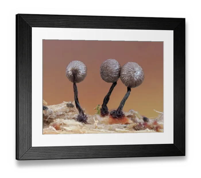 Framed Print : Slime mould (Cribraria mirabilis) line of 3 recently developed sporangia showing their metalic peridium, 1mm tall. Buckinghamshire, England, UK. July. Focus stacked Framed Print : Slime mould (Cribraria mirabilis) line of 3 recently developed sporangia showing their metalic peridium, 1mm tall. Buckinghamshire, England, UK. July. Focus stacked