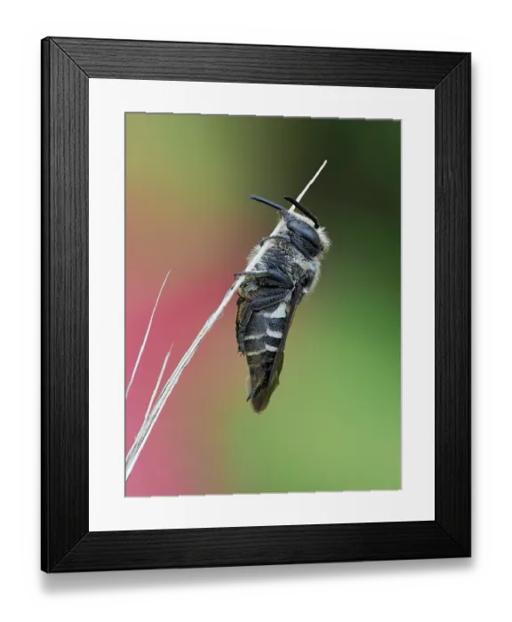 Framed Print : Cuckoo bee (Coelioxys elongata) sleeping on stem of vegetation, Hertfordshire, England, UK. July. Focus stacked image Framed Print : Cuckoo bee (Coelioxys elongata) sleeping on stem of vegetation, Hertfordshire, England, UK. July. Focus stacked image