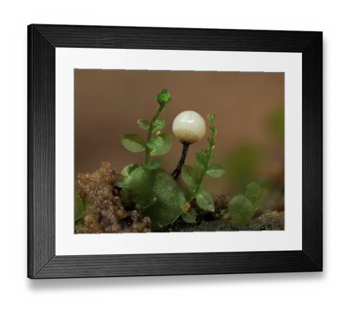 Framed Print : Slime mould (Cribraria rufa) single immature sporangia around 1mm tall among tiny Liverworts, Buckinghamshire, England, UK. July. Focus stacked image Framed Print : Slime mould (Cribraria rufa) single immature sporangia around 1mm tall among tiny Liverworts, Buckinghamshire, England, UK. July. Focus stacked image