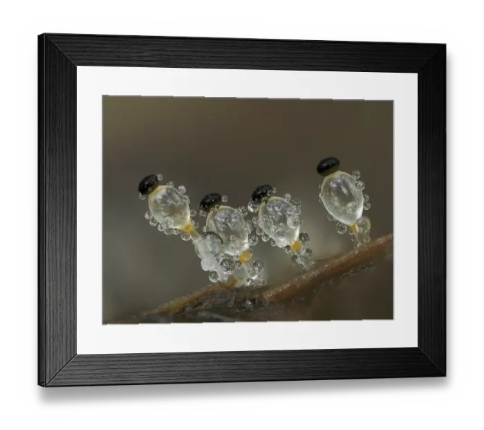 Framed Print : Dung cannon / Hat thrower fungus (Pilobolus crystallinus) mature fungus on cow dung Framed Print : Dung cannon / Hat thrower fungus (Pilobolus crystallinus) mature fungus on cow dung