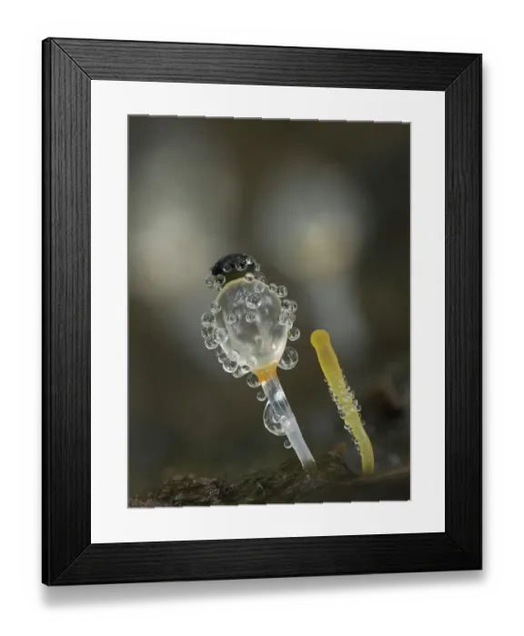 Framed Print : Dung cannon / Hat thrower fungus (Pilobolus crystallinus) immature and mature fungus on cow dung Framed Print : Dung cannon / Hat thrower fungus (Pilobolus crystallinus) immature and mature fungus on cow dung