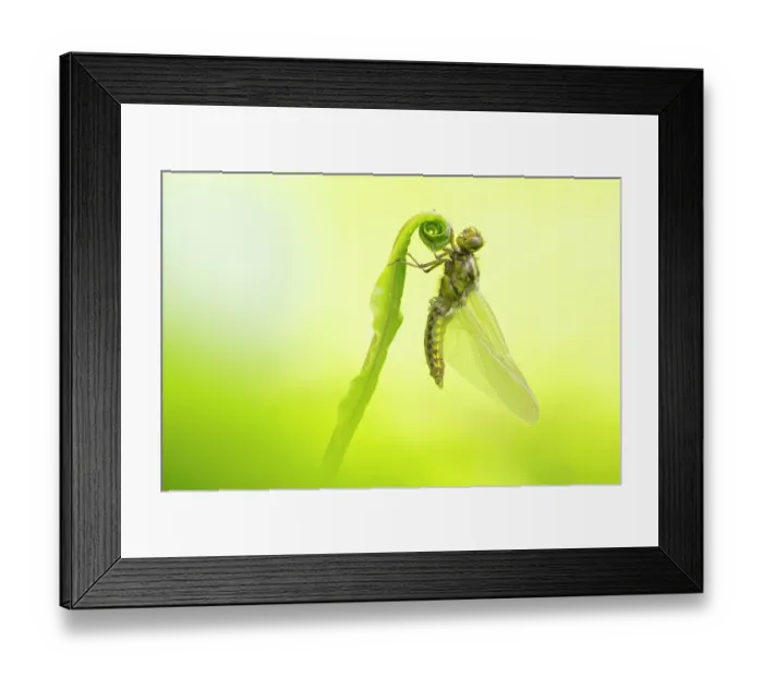 Framed Print : RF - Broad-bodied chaser (Libellula depressa) newly emerged (teneral) dragonfly resting on a Harts tongue fern (Asplenium scolopendrium), Broxwater, Cornwall, England, UK. May Framed Print : RF - Broad-bodied chaser (Libellula depressa) newly emerged (teneral) dragonfly resting on a Harts tongue fern (Asplenium scolopendrium), Broxwater, Cornwall, England, UK. May