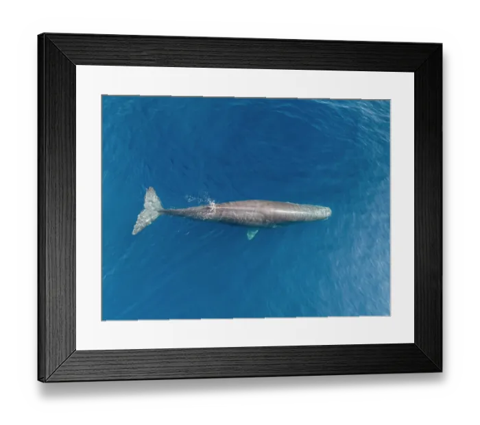 Framed Print : Aerial view of Sperm whale (Physeter macrocephalus) swimming at ocean surface, The Democratic Republic of Timor-Leste, Pacific Ocean Framed Print : Aerial view of Sperm whale (Physeter macrocephalus) swimming at ocean surface, The Democratic Republic of Timor-Leste, Pacific Ocean