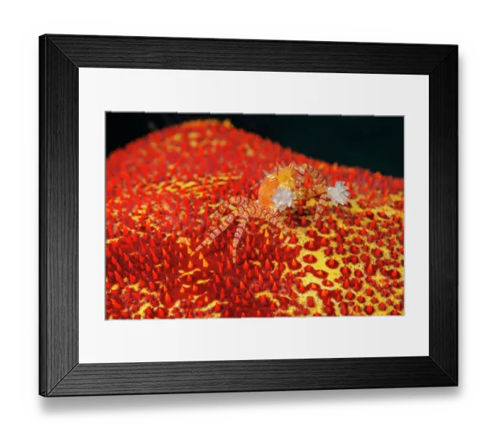 Framed Print : Hawaiian pom-pom crab (Lybia edmondsoni) camouflaged on a Sea star, holding two Anemones (Triactis sp) in its pincers, using them for defense against predators, Hawaii Framed Print : Hawaiian pom-pom crab (Lybia edmondsoni) camouflaged on a Sea star, holding two Anemones (Triactis sp) in its pincers, using them for defense against predators, Hawaii