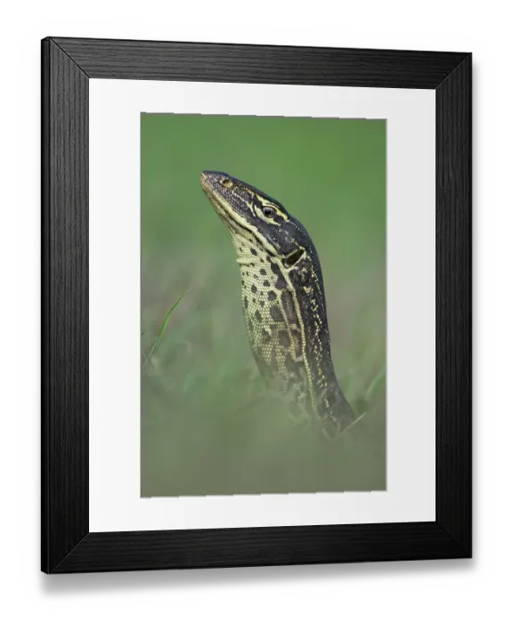 Framed Print : RF - Yellow-spotted monitor (Varanus panoptes) looking out from a high point on the Adelaide River floodplain, Northern Territory, Australia Framed Print : RF - Yellow-spotted monitor (Varanus panoptes) looking out from a high point on the Adelaide River floodplain, Northern Territory, Australia
