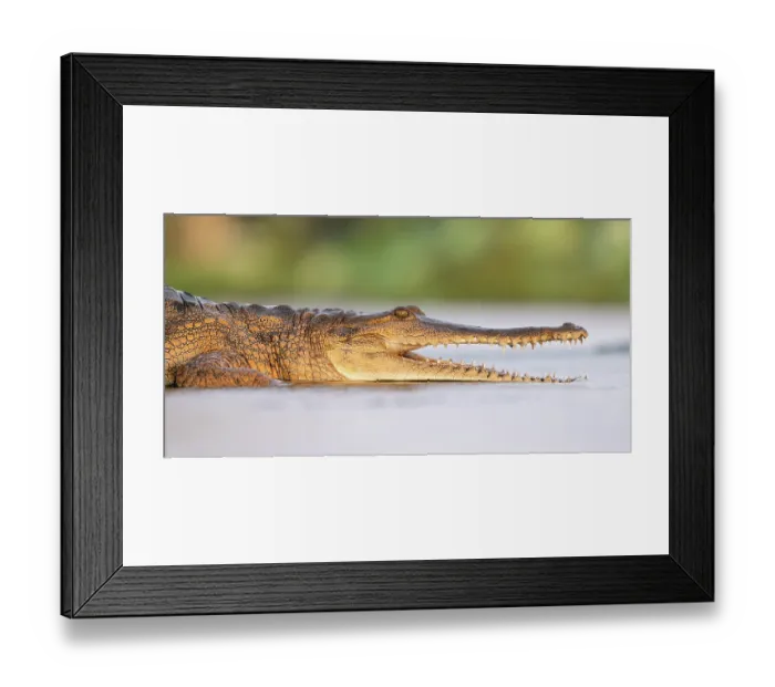 Framed Print : RF - Freshwater crocodile (Crocodylus johnstoni) resting in shallow water right on sunset, Fogg Dam Conservation Reserve, Northern Territory, Australia Framed Print : RF - Freshwater crocodile (Crocodylus johnstoni) resting in shallow water right on sunset, Fogg Dam Conservation Reserve, Northern Territory, Australia