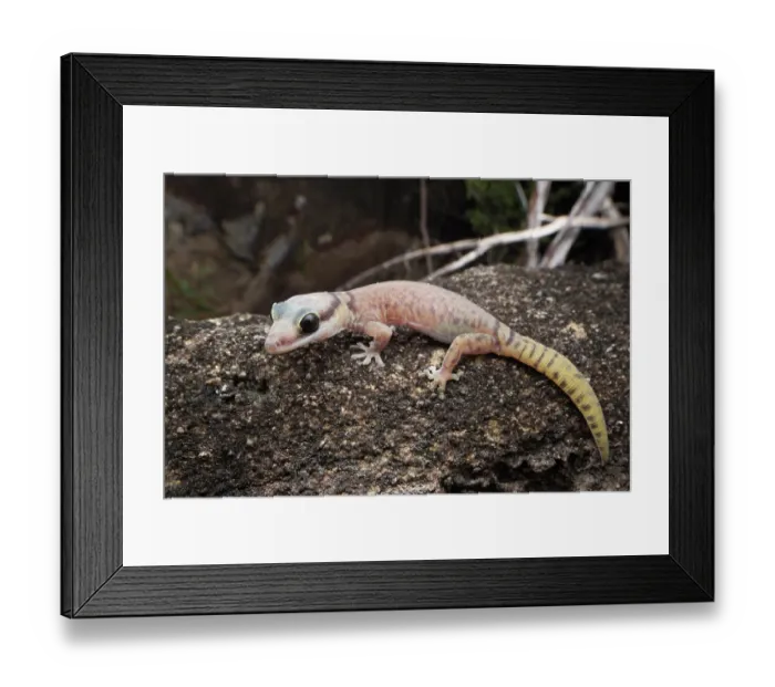 Framed Print : Quinkan gecko (Oedura jowalbinna) resting on Laura sandstone rock, Far north Queensland, Australia Framed Print : Quinkan gecko (Oedura jowalbinna) resting on Laura sandstone rock, Far north Queensland, Australia