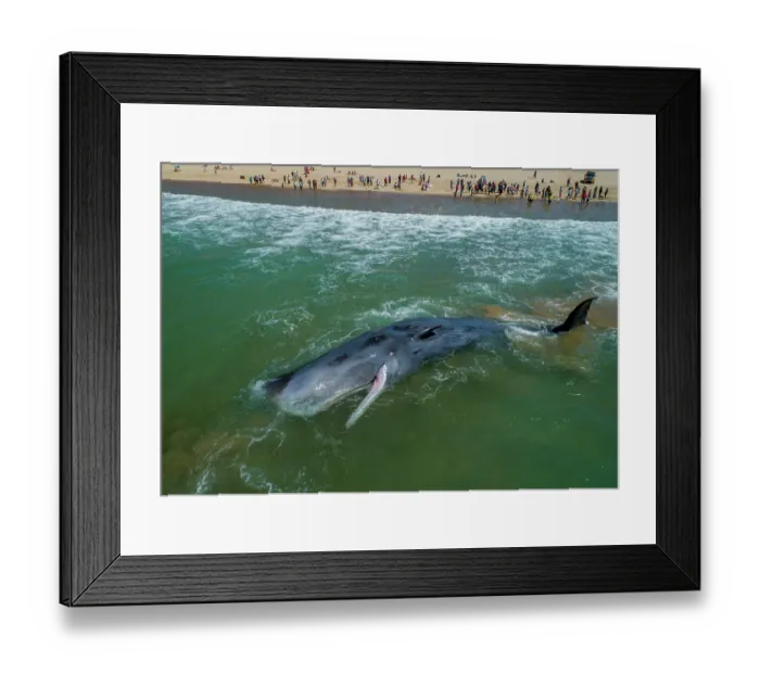 Framed Print : Aerial view of Sperm whale (Physeter macrocephalus) male, stranded on beach, Fonte da Telha beach, Portugal. April Framed Print : Aerial view of Sperm whale (Physeter macrocephalus) male, stranded on beach, Fonte da Telha beach, Portugal. April