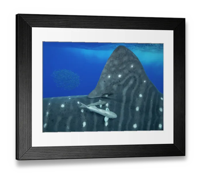 Framed Print : Whale shark (Rhincodon typus) with Remoras (Remora sp.) hitchhiking on the flank, Santa Maria, Azores, Atlantic Ocean. Endangered Framed Print : Whale shark (Rhincodon typus) with Remoras (Remora sp.) hitchhiking on the flank, Santa Maria, Azores, Atlantic Ocean. Endangered