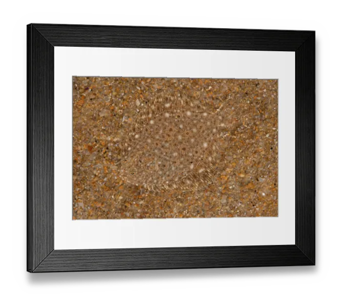 Framed Print : Brill (Scophthalmus rhombus) camouflaged on seabed, size 3cm, Portugal, Atlantic Ocean Framed Print : Brill (Scophthalmus rhombus) camouflaged on seabed, size 3cm, Portugal, Atlantic Ocean