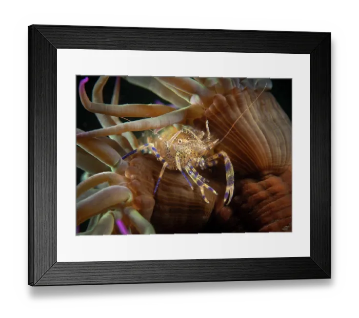 Framed Print : Anemone prawn (Periclimenes sagittifer) resting on Sea anemone, Portugal, Atlantic Ocean Framed Print : Anemone prawn (Periclimenes sagittifer) resting on Sea anemone, Portugal, Atlantic Ocean