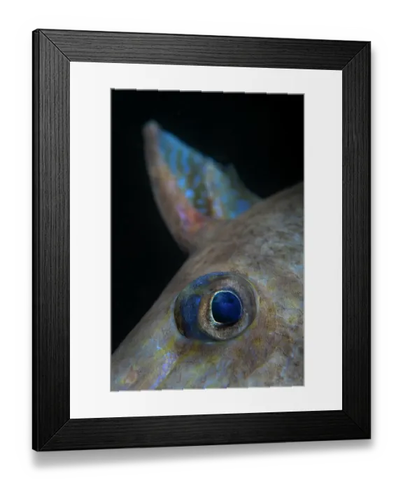 Framed Print : Grey triggerfish (Balistes carolinensis) eye detail, Portugal, Atlantic Ocean Framed Print : Grey triggerfish (Balistes carolinensis) eye detail, Portugal, Atlantic Ocean