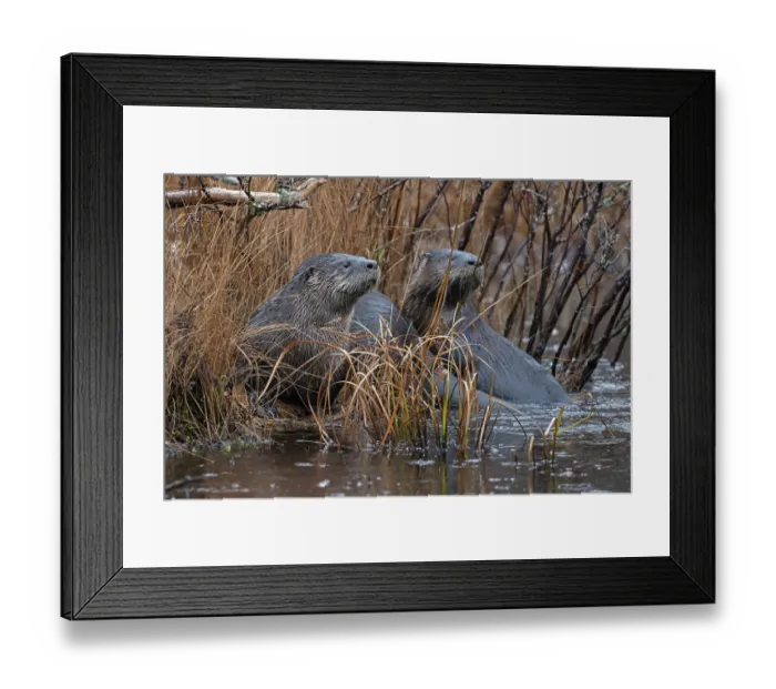 Framed Print : Two North American river otters (Lontra canadensis) resting at water's edge in the rain, Acadia National Park, Maine, USA. November