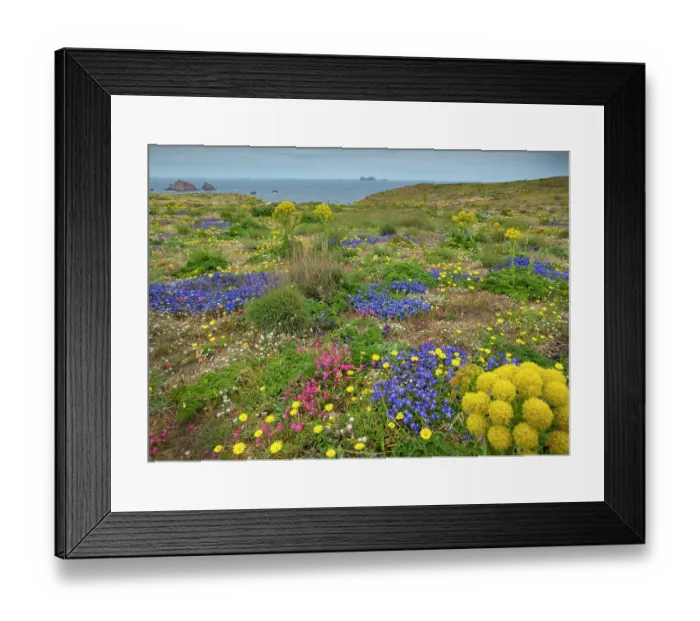 Framed Print : Wildflowers on clifftop in summer in Berlengas Natural Reserve, a small archipelago off the coast of Peniche, Portugal. May Framed Print : Wildflowers on clifftop in summer in Berlengas Natural Reserve, a small archipelago off the coast of Peniche, Portugal. May
