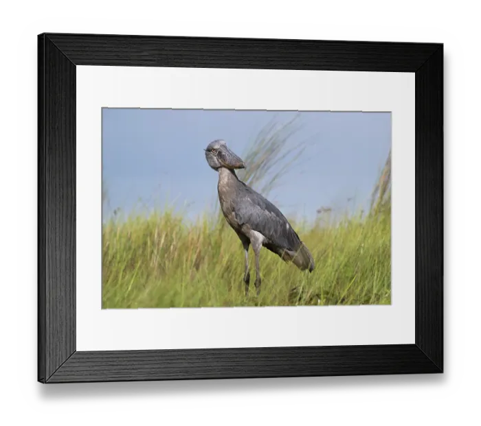Framed Print : RF - Shoebill (Balaeniceps rex) female, standing in long grass, Mabamba Swamp, Uganda. (This image may be licensed either as rights managed or royalty free.) Framed Print : RF - Shoebill (Balaeniceps rex) female, standing in long grass, Mabamba Swamp, Uganda. (This image may be licensed either as rights managed or royalty free.)