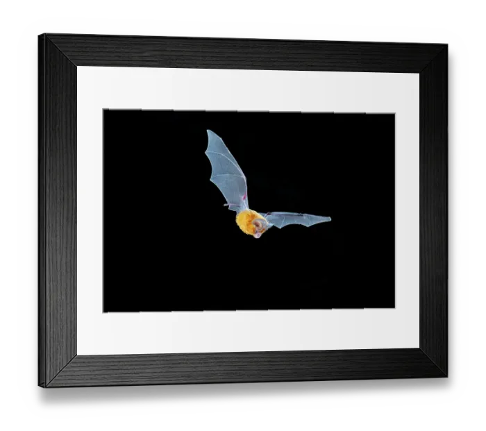 Framed Print : Dusky leaf-nosed bat (Hipposideros ater) in flight at night, image captured using a Cognisys LiDAR sensor, Adelaide River Hills, Northern Territory, Australia Framed Print : Dusky leaf-nosed bat (Hipposideros ater) in flight at night, image captured using a Cognisys LiDAR sensor, Adelaide River Hills, Northern Territory, Australia