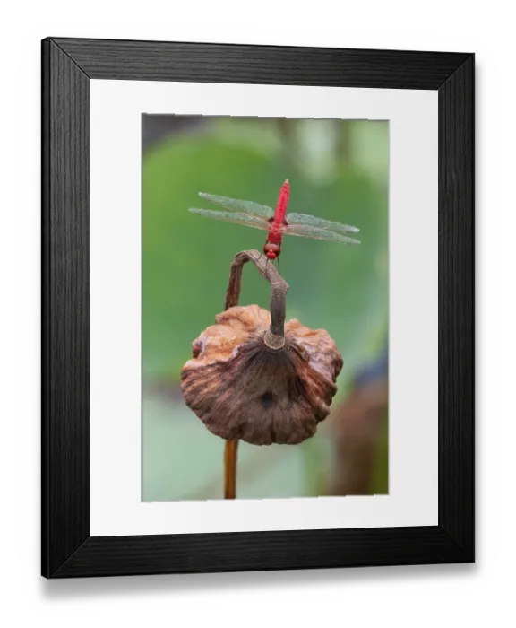 Framed Print : Scarlet percher (Diplacodes haematodes) male, resting on dried flowerhead, Corroboree Billabong, Northern Territory, Australia Framed Print : Scarlet percher (Diplacodes haematodes) male, resting on dried flowerhead, Corroboree Billabong, Northern Territory, Australia
