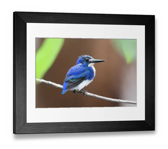 Framed Print : Little kingfisher (Ceyx pusillus) perched on branch after fishing, Darwin, Northern Territory, Australia Framed Print : Little kingfisher (Ceyx pusillus) perched on branch after fishing, Darwin, Northern Territory, Australia