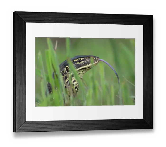Framed Print : Yellow-spotted monitor (Varanus panoptes) testing the air with its tongue, Adelaide River floodplain, Northern Territory, Australia