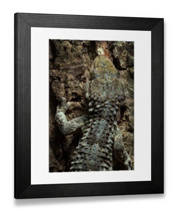 Framed Print : Common wall gecko (Tarentola mauritanica) camouflaged on a tree trunk, Alentejo, Portugal. May Framed Print : Common wall gecko (Tarentola mauritanica) camouflaged on a tree trunk, Alentejo, Portugal. May