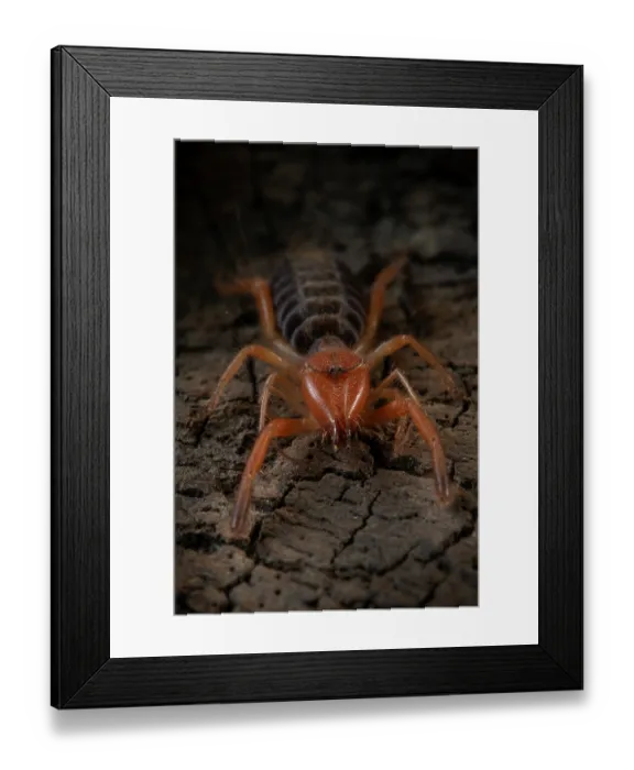 Framed Print : Common European solifugid (Gluvia dorsalis) portrait, Parque Natural da Arrabida, Portugal. September Framed Print : Common European solifugid (Gluvia dorsalis) portrait, Parque Natural da Arrabida, Portugal. September