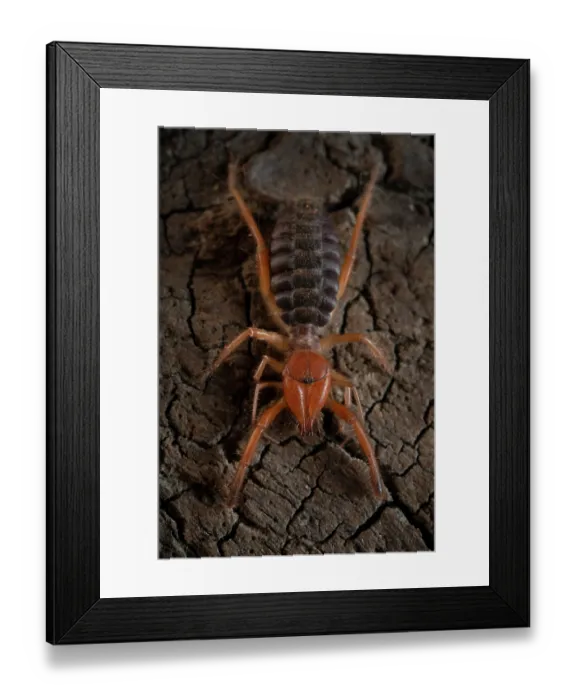 Framed Print : Common European solifugid (Gluvia dorsalis) portrait, Parque Natural da Arrabida, Portugal. September Framed Print : Common European solifugid (Gluvia dorsalis) portrait, Parque Natural da Arrabida, Portugal. September