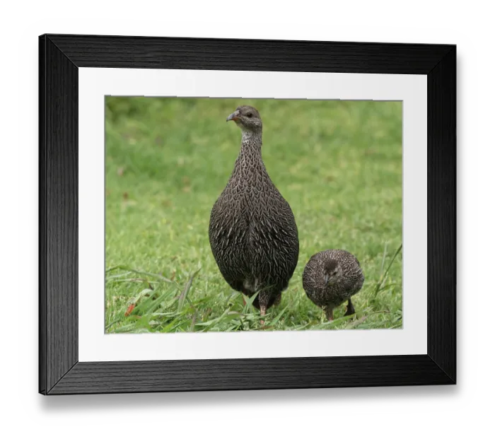 Framed Print : Cape francolin (Pternistis capensis) walking on grass with chick, Kirtsenbosch Botanical Garden, Cape Town, South Africa. November Framed Print : Cape francolin (Pternistis capensis) walking on grass with chick, Kirtsenbosch Botanical Garden, Cape Town, South Africa. November
