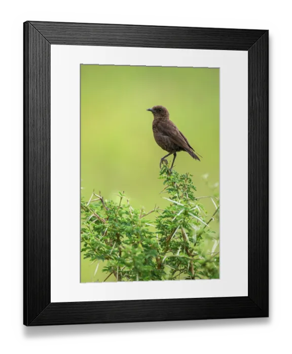 Framed Print : Southern anteating chat (Myrmecocichla formicivora) perched in bush, Marakele Private Reserve, Waterberg Biosphere Reserve, Limpopo Province, South Africa Framed Print : Southern anteating chat (Myrmecocichla formicivora) perched in bush, Marakele Private Reserve, Waterberg Biosphere Reserve, Limpopo Province, South Africa