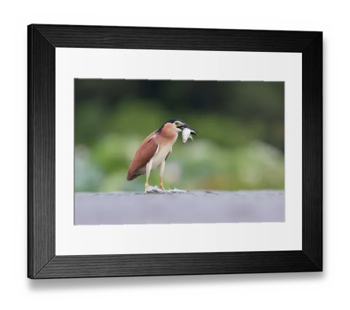Framed Print : Nankeen night heron (Nycticorax caledonicus) with Tarpon (Megalops cyprinoides) prey in beak, Fogg Dam Conservation Reserve, Northern Territory, Australia Framed Print : Nankeen night heron (Nycticorax caledonicus) with Tarpon (Megalops cyprinoides) prey in beak, Fogg Dam Conservation Reserve, Northern Territory, Australia