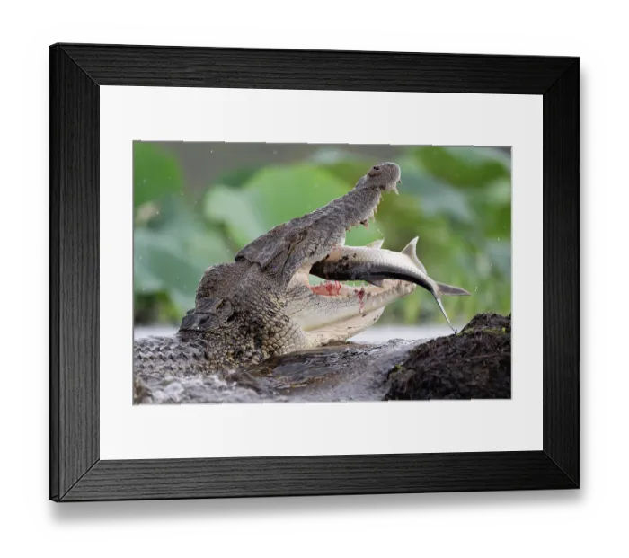 Framed Print : Estuarine crocodile (Crocodylus porosus) swallowing a Tarpon (Megalops cyprinoides) prey, Fogg Dam Conservation Reserve, Northern Territory, Australia Framed Print : Estuarine crocodile (Crocodylus porosus) swallowing a Tarpon (Megalops cyprinoides) prey, Fogg Dam Conservation Reserve, Northern Territory, Australia