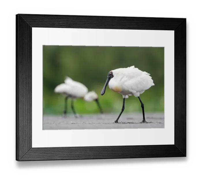 Framed Print : Two Royal spoobills (Platalea regia) in breeding plumage, fishing on the flooded causeway of Fogg Dam Conservation Reserve, Northern Territory, Australia Framed Print : Two Royal spoobills (Platalea regia) in breeding plumage, fishing on the flooded causeway of Fogg Dam Conservation Reserve, Northern Territory, Australia
