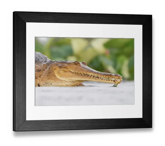 Framed Print : Freshwater crocodile (Crocodylus johnstoni) moving through shallow water, Fogg Dam Conservation Reserve, Northern Territory, Australia
