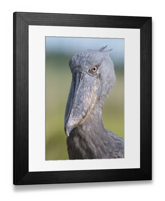 Framed Print : Shoebill (Balaeniceps rex) female, head portrait, Mabamba Swamp, Uganda Framed Print : Shoebill (Balaeniceps rex) female, head portrait, Mabamba Swamp, Uganda