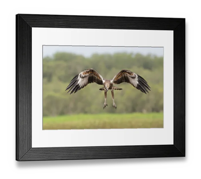 Framed Print : White-bellied sea eagle (Haliaeetus leucogaster) juvenile hunting over wetlands, Fogg Dam Conservation Reserve, Northern Territory, Australia Framed Print : White-bellied sea eagle (Haliaeetus leucogaster) juvenile hunting over wetlands, Fogg Dam Conservation Reserve, Northern Territory, Australia