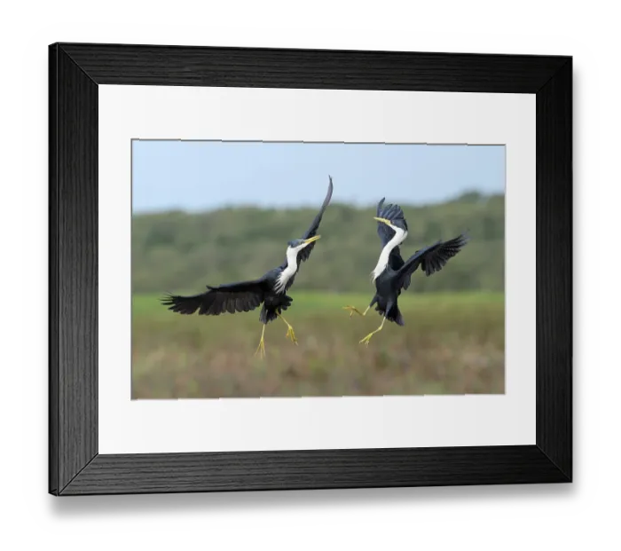 Framed Print : Two Pied herons (Egretta picata) in breeding plumage, engaged in territorial combat over the floodplains at Fogg Dam Conservation Reserve, Northern Territory, Australia