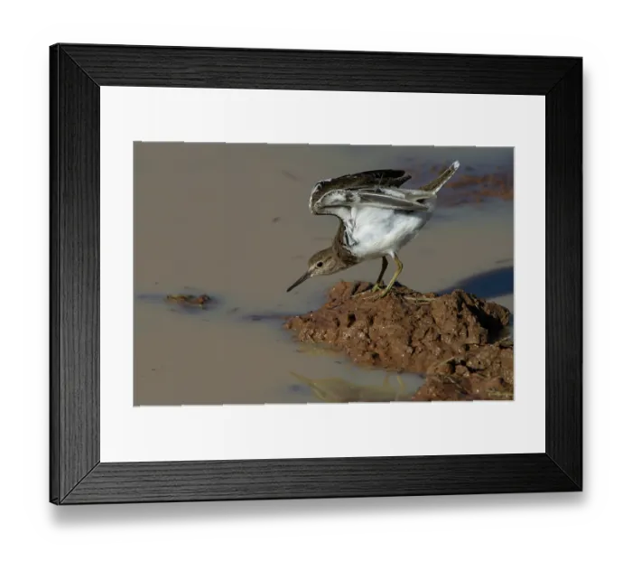 Framed Print : Common sandpiper (Actitis hypoleucos) standing on mud at water's edge stretching wings, Marakele Private Reserve, Waterberg Biosphere Reserve, Limpopo Province, South Africa Framed Print : Common sandpiper (Actitis hypoleucos) standing on mud at water's edge stretching wings, Marakele Private Reserve, Waterberg Biosphere Reserve, Limpopo Province, South Africa