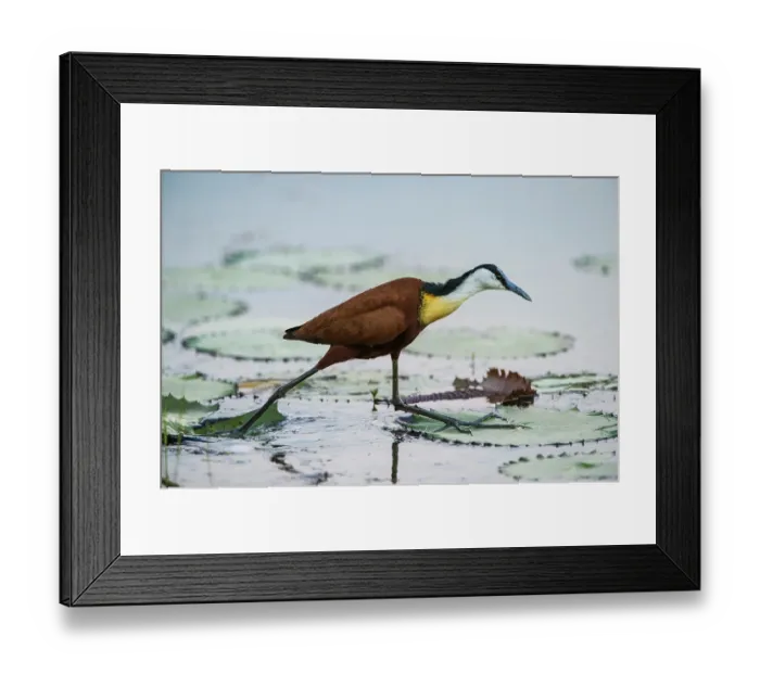 Framed Print : African jacana (Actophilornis africanus) striding over lilypads in pool, Marakele Private Reserve, Waterberg Biosphere Reserve, Limpopo Province, South Africa