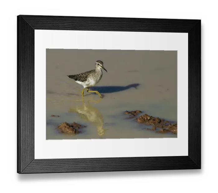 Framed Print : Wood sandpiper (Tringa glareola) wading through shallow water, Marakele Private Reserve, Waterberg Biosphere Reserve, Limpopo Province, South Africa Framed Print : Wood sandpiper (Tringa glareola) wading through shallow water, Marakele Private Reserve, Waterberg Biosphere Reserve, Limpopo Province, South Africa
