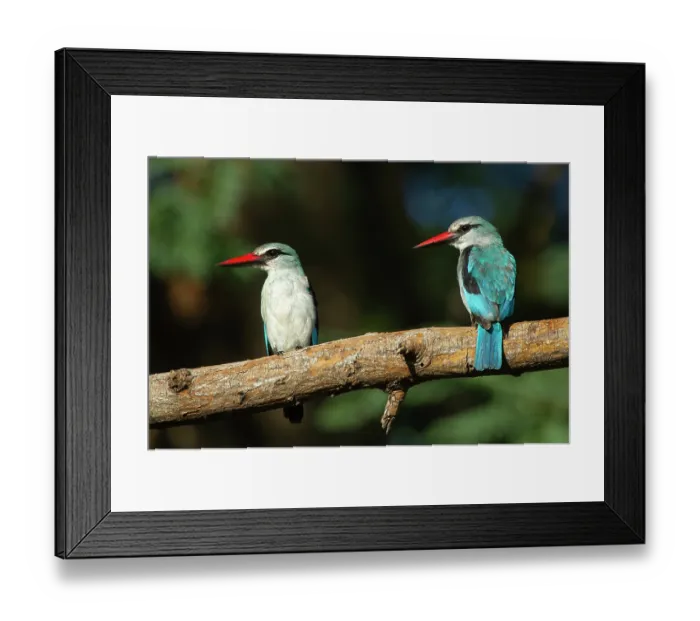 Framed Print : Two Woodland kingfishers (Halcyon senegalensis) perched on branch, Marakele Private Reserve, Waterberg Biosphere Reserve, Limpopo Province, South Africa Framed Print : Two Woodland kingfishers (Halcyon senegalensis) perched on branch, Marakele Private Reserve, Waterberg Biosphere Reserve, Limpopo Province, South Africa