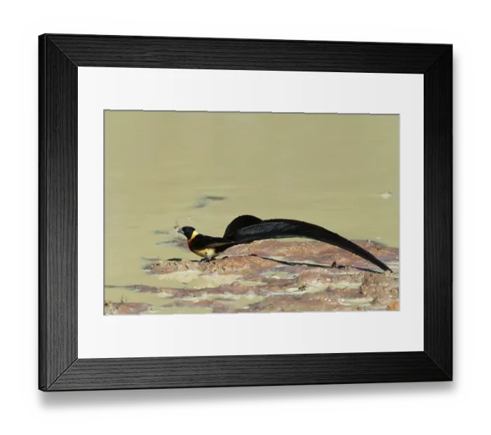 Framed Print : Paradise whydah (Vidua paradisaea) male in breeding plumage, perched at water's edge, Marakele Private Reserve, Waterberg Biosphere Reserve, Limpopo Province, South Africa Framed Print : Paradise whydah (Vidua paradisaea) male in breeding plumage, perched at water's edge, Marakele Private Reserve, Waterberg Biosphere Reserve, Limpopo Province, South Africa