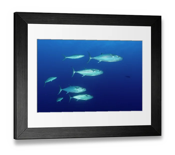 Framed Print : Dogtooth tuna (Gymnosarda unicolor) shoal, Malapascua Island, Cebu, Philippines, Pacific Ocean Framed Print : Dogtooth tuna (Gymnosarda unicolor) shoal, Malapascua Island, Cebu, Philippines, Pacific Ocean