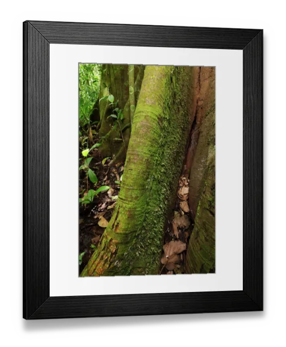 Framed Print : Gaboon viper (Bitis gabonica) sub-adult hiding amongst leaf-litter in the buttress roots of a large rainforest tree, Mabira Forest, Uganda Framed Print : Gaboon viper (Bitis gabonica) sub-adult hiding amongst leaf-litter in the buttress roots of a large rainforest tree, Mabira Forest, Uganda