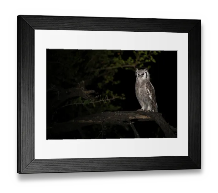 Framed Print : Giant eagle owl (Bubo lacteus) perched on branch at night, Marakele Private Reserve, Waterberg Biosphere Reserve, Limpopo Province, South Africa Framed Print : Giant eagle owl (Bubo lacteus) perched on branch at night, Marakele Private Reserve, Waterberg Biosphere Reserve, Limpopo Province, South Africa